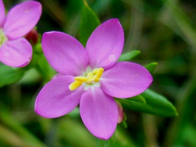 Centaurium erythraea